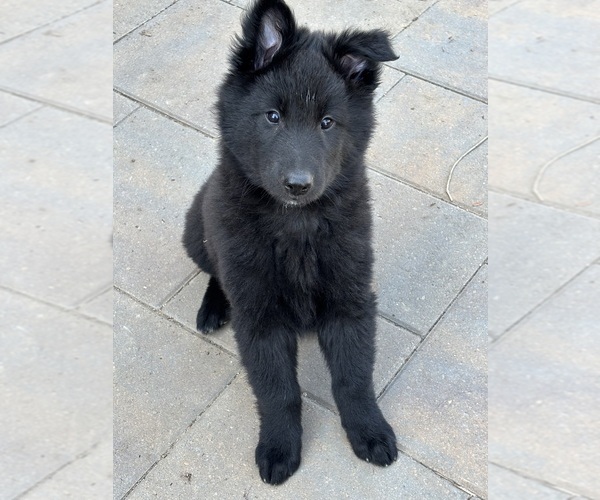 Medium Photo #2  Breeder Profile in MERIDIAN, ID, USA