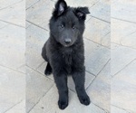 Small #1 Breeder Profile image