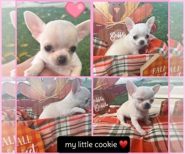 Medium Photo #1  Breeder Profile in PALM SPRINGS, CA, USA