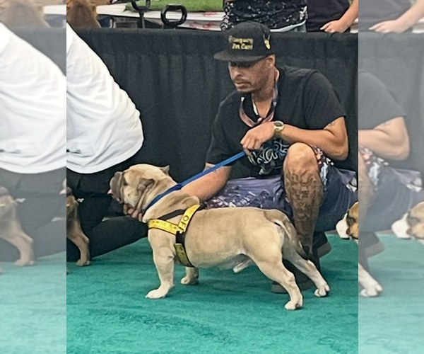 Medium Photo #10  Breeder Profile in HOUSTON, TX, USA