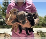 Small #3 Breeder Profile image