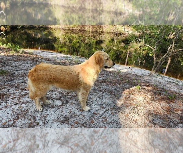 Medium Photo #3  Breeder Profile in CRAWFORDVILLE, FL, USA