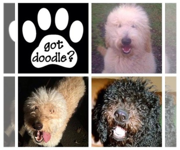 Medium Photo #1  Breeder Profile in HERNANDO, MS, USA