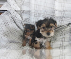 Yorkshire Terrier Dog Breeder near LEWISBURG, TN, USA