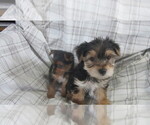 Small breeder photo