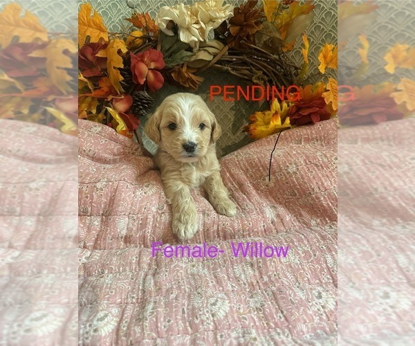 Medium Photo #1  Breeder Profile in BLANCHESTER, OH, USA
