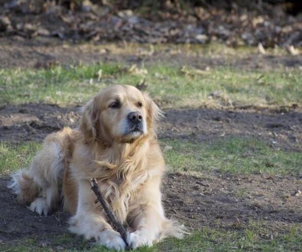 Medium Photo #2  Breeder Profile in ALPENA, MI, USA