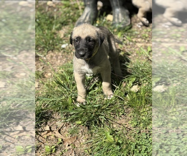 Medium Photo #13  Breeder Profile in HUSTONVILLE, KY, USA
