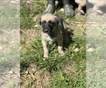 Small #12 Breeder Profile image