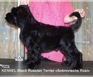 Black Russian Terrier Dog Breeder near ATLANTA, GA, USA