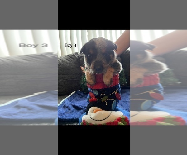 Medium Photo #1  Breeder Profile in REDLANDS, CA, USA