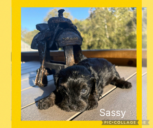 YorkiePoo Dog Breeder near BENNINGTON, IN, USA