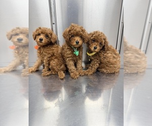 Poodle (Toy) Dog Breeder near HOUSTON, TX, USA