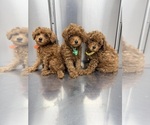 Small breeder photo