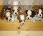 Find Puppies For Sale Dogs For Sale Dogs For Adoption Dog Breeders And Dog Rescue Organizations Find Puppies For Sale Dogs For Sale Dogs For Adoption Dog Breeders And Dog Rescue Organizations