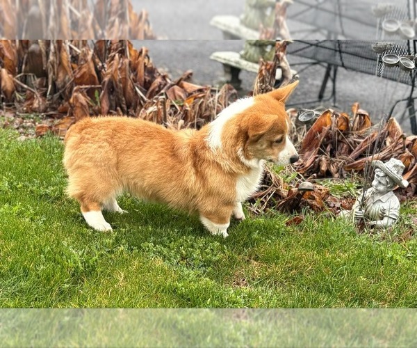 Medium Photo #4  Breeder Profile in EAGLE POINT, OR, USA