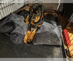 Small #12 Breeder Profile image