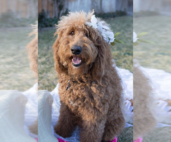 Medium Photo #1  Breeder Profile in ALBUQUERQUE, NM, USA