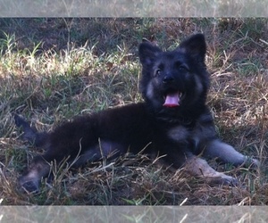 German Shepherd Dog Dog Breeder near MEEKER, OK, USA