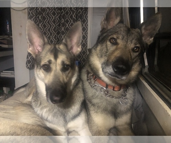 Medium Photo #9  Breeder Profile in MIDDLETON, TN, USA