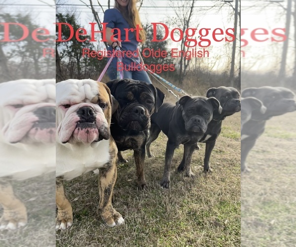 Medium Photo #1  Breeder Profile in VIOLA, AR, USA