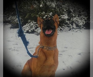 Belgian Malinois Dog Breeder near PASKENTA, CA, USA