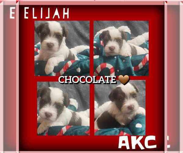 Medium Photo #25  Breeder Profile in FT WORTH, TX, USA