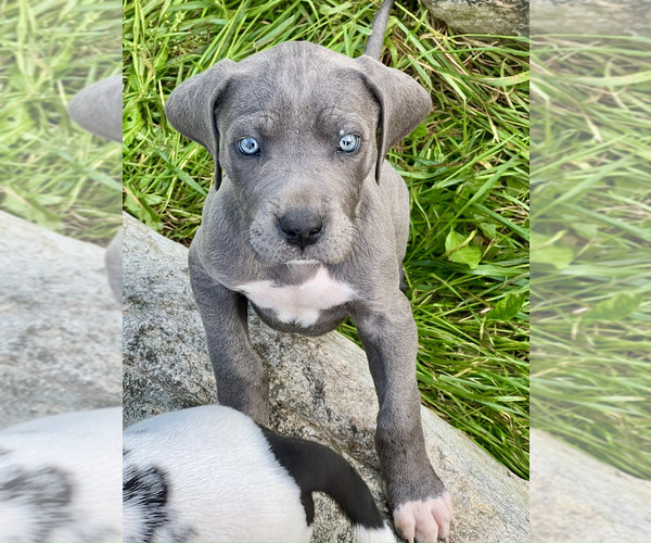 Medium Photo #1  Breeder Profile in ORR, MN, USA