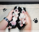 Small #38 Breeder Profile image
