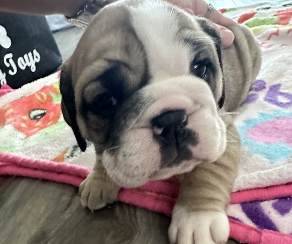 Medium Photo #1  Breeder Profile in SPRING HILL, FL, USA