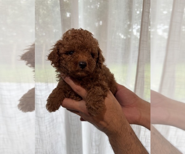 Medium Photo #5  Breeder Profile in ORLANDO, FL, USA