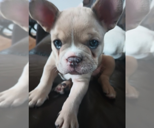 Medium Photo #6  Breeder Profile in MOSS BEACH, CA, USA