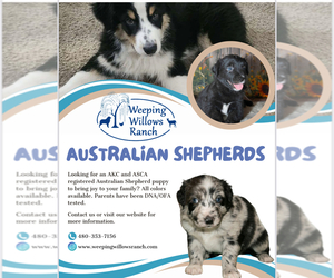 Australian Shepherd Dog Breeder near WILLIAMS, AZ, USA