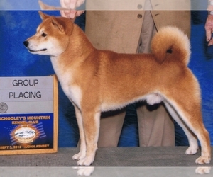 Shiba Inu Dog Breeders Goldenacresdogscom