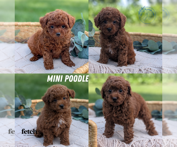 Medium Photo #14  Breeder Profile in GOSHEN, IN, USA