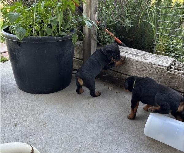 Medium Photo #3  Breeder Profile in WHITNEY, NE, USA