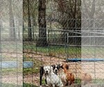 Small Photo #5  Breeder Profile in TOMBALL, TX, USA