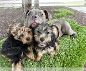Medium Breeder Profile Photo