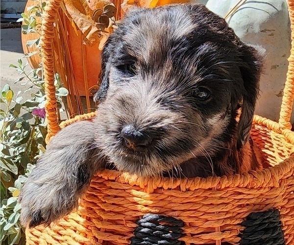 Medium Photo #19  Breeder Profile in WACO, TX, USA