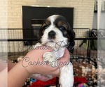 Small breeder photo