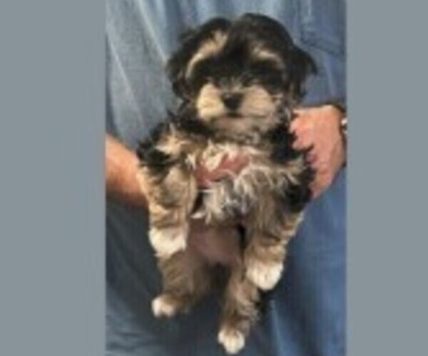 Medium Photo #2  Breeder Profile in BELLINGHAM, WA, USA