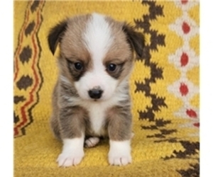 American Corgi Dog Breeder near CARLYLE, IL, USA