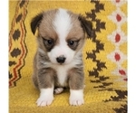 Small breeder photo