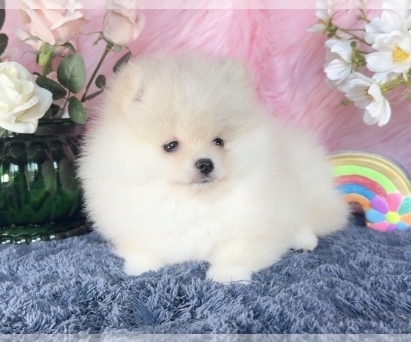 Medium Photo #8  Breeder Profile in KENNESAW, GA, USA