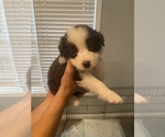 Small breeder photo