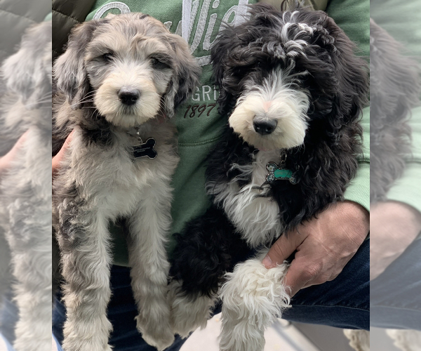 Medium Photo #9  Breeder Profile in BUFFALO, MN, USA