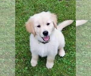 Golden Retriever Dog Breeder near GASPORT, NY, USA