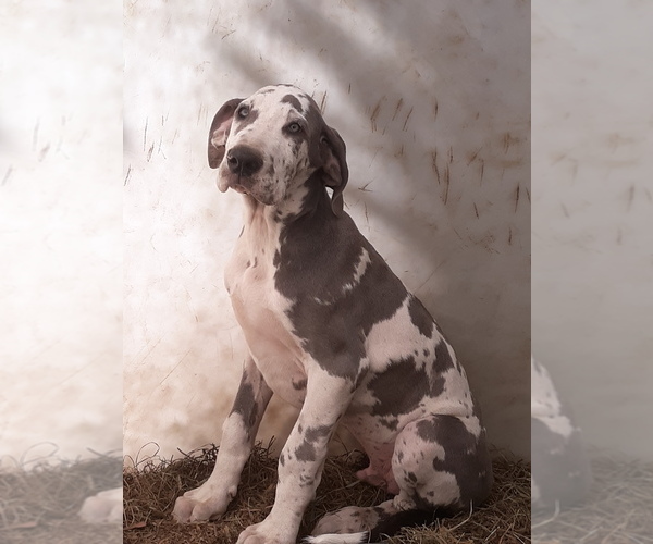 Medium Photo #1  Breeder Profile in BARNEVELD, NY, USA
