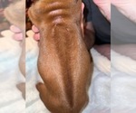 Small #42 Breeder Profile image