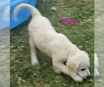 Small #15 Breeder Profile image